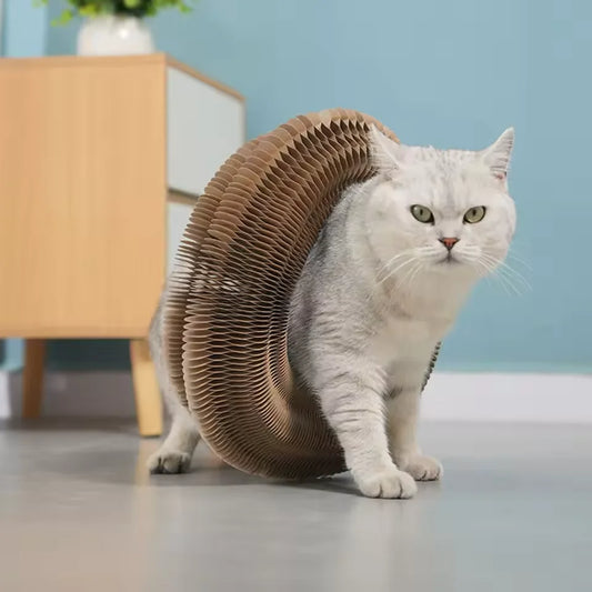 Les 5 meilleurs accessoires pour chat en 2026