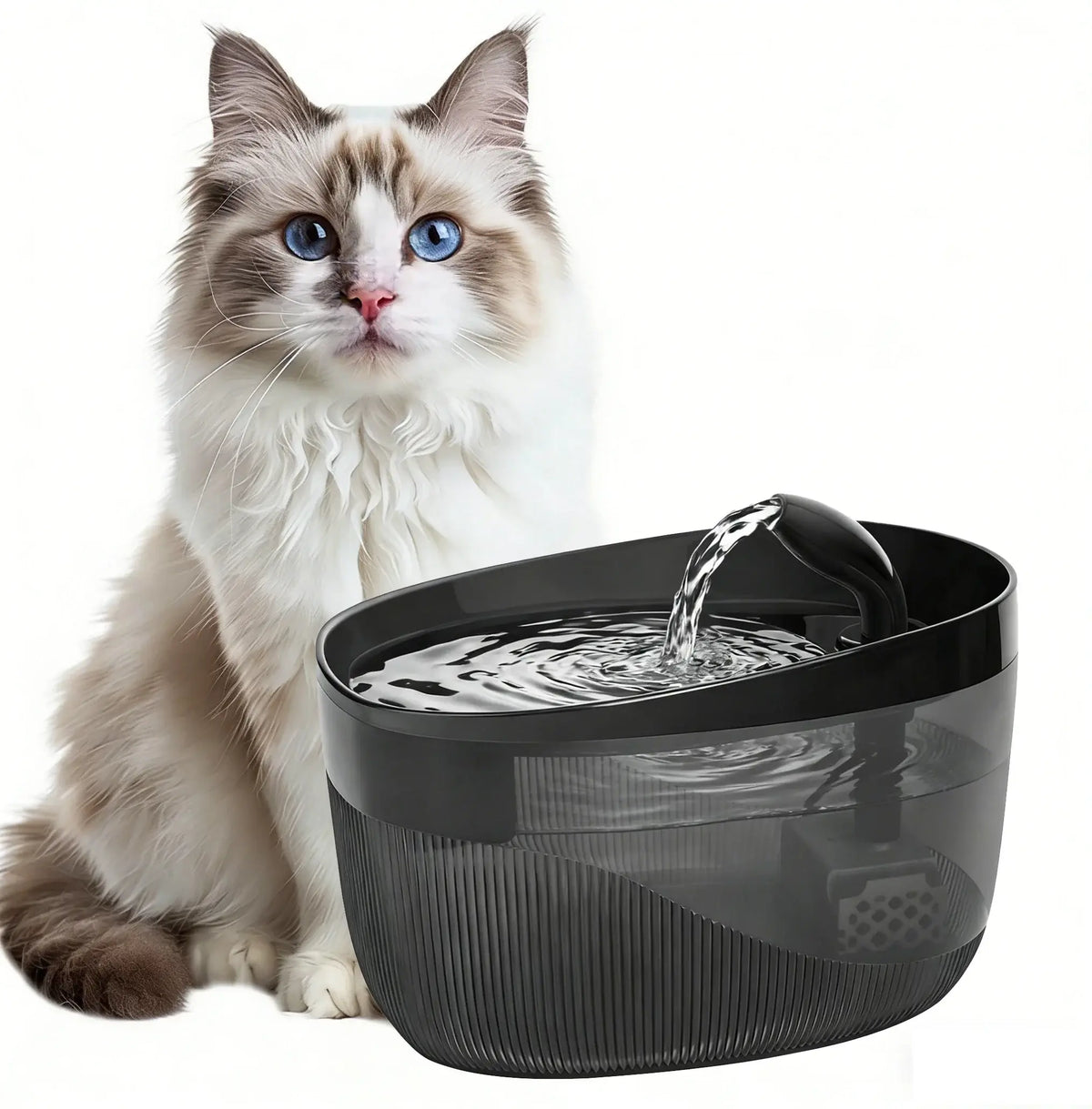 Pourquoi votre chat préfère boire au robinet ou dans les toilettes