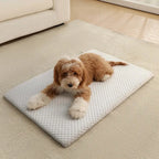 Tapis rafraîchissant pour animaux bleu clair, surface alvéolée, petit chien brun au sol