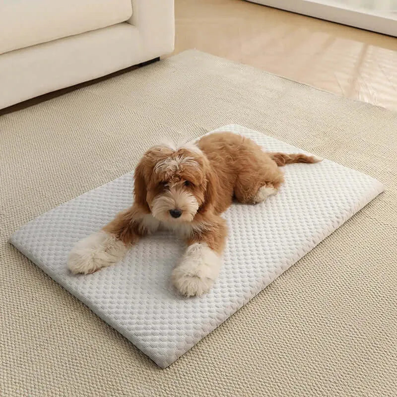 Tapis rafraîchissant pour animaux bleu clair, surface alvéolée, petit chien brun au sol