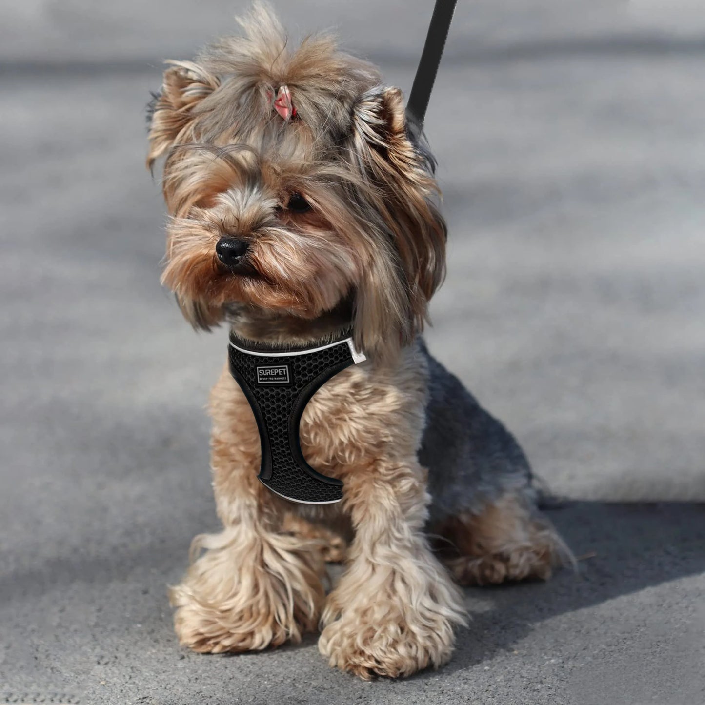 Cat & Small Dog Harness + Leash – Breathable Reflective Mesh XS/S/M