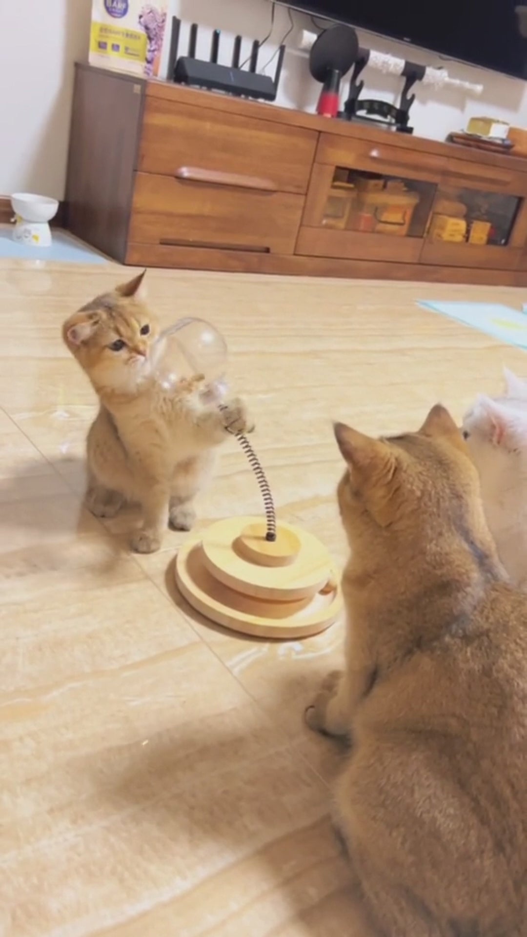 Distributeur de friandises interactif pour chat en bois naturel avec herbe à chat en vidéo